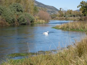 Swan Armstrong Creek